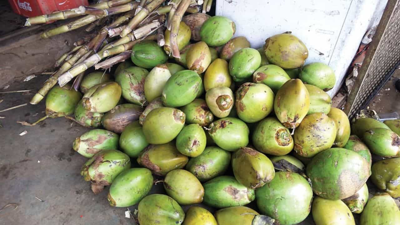 Food Tips: ಬೀದಿಬದಿಯಲ್ಲಿ ಸಿಗುವ ಎಳನೀರಿನಲ್ಲಿ ಅಧಿಕ ನೀರು ಇದೆಯೋ, ಇಲ್ವೋ ಎಂದು ಪತ್ತೆ ಮಾಡುವುದು ಹೀಗೆ Food Tips: ಬೀದಿಬದಿಯಲ್ಲಿ ಸಿಗುವ ಎಳನೀರಿನಲ್ಲಿ ಅಧಿಕ ನೀರು ಇದೆಯೋ, ಇಲ್ವೋ ಎಂದು ಪತ್ತೆ ಮಾಡುವುದು ಹೀಗೆ