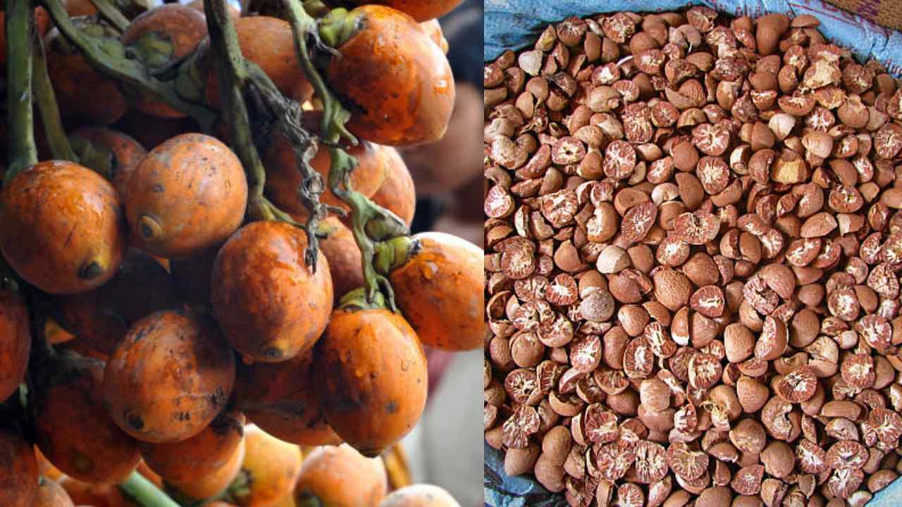 Arecanut Price: 05 ಜೂನ್ ಅಡಿಕೆ ರೇಟ್, ಇಂದಿನ ಅಡಿಕೆ ಧಾರಣೆ ಎಲ್ಲೆಲ್ಲಿ ಎಷ್ಟಿದೆ? ಇಲ್ಲಿದೆ ಮಾಹಿತಿ Arecanut Price: 05 ಜೂನ್ ಅಡಿಕೆ ರೇಟ್, ಇಂದಿನ ಅಡಿಕೆ ಧಾರಣೆ ಎಲ್ಲೆಲ್ಲಿ ಎಷ್ಟಿದೆ? ಇಲ್ಲಿದೆ ಮಾಹಿತಿ