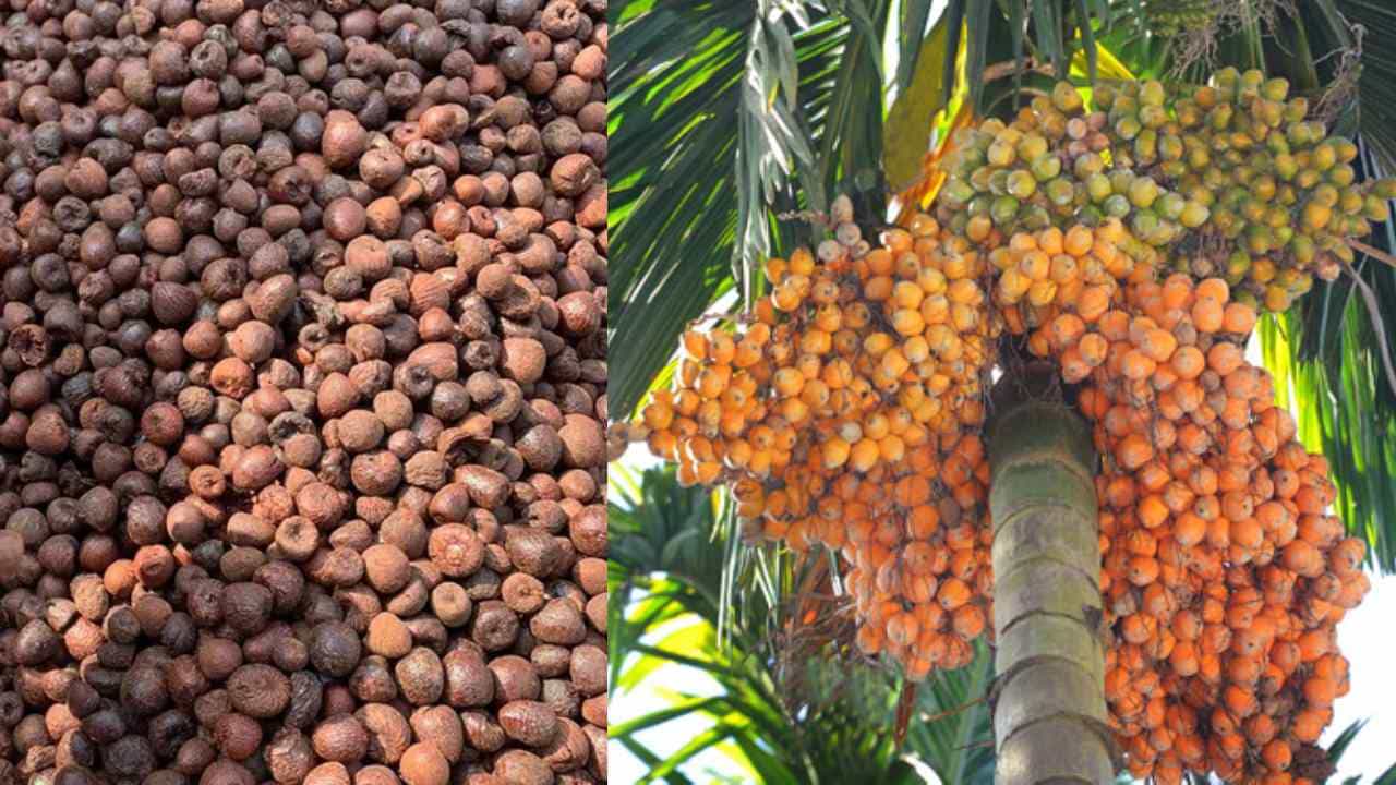 Arecanut Price 9 June: ಇಂದಿನ ಅಡಿಕೆ ಧಾರಣೆ ಎಲ್ಲೆಲ್ಲಿ ಎಷ್ಟಿದೆ? ಇಲ್ಲಿದೆ ಮಾಹಿತಿ Arecanut Price 9 June: ಇಂದಿನ ಅಡಿಕೆ ಧಾರಣೆ ಎಲ್ಲೆಲ್ಲಿ ಎಷ್ಟಿದೆ? ಇಲ್ಲಿದೆ ಮಾಹಿತಿ
