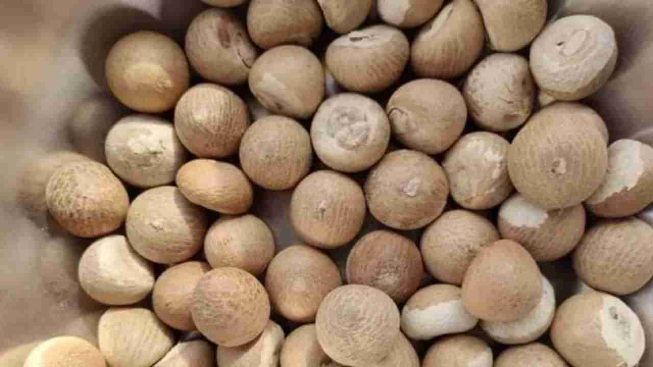 Arecanut Price 16 June: ಇಂದಿನ ಅಡಿಕೆ ಧಾರಣೆ ಎಲ್ಲೆಲ್ಲಿ ಎಷ್ಟಿದೆ? ಇಲ್ಲಿದೆ ಮಾಹಿತಿ