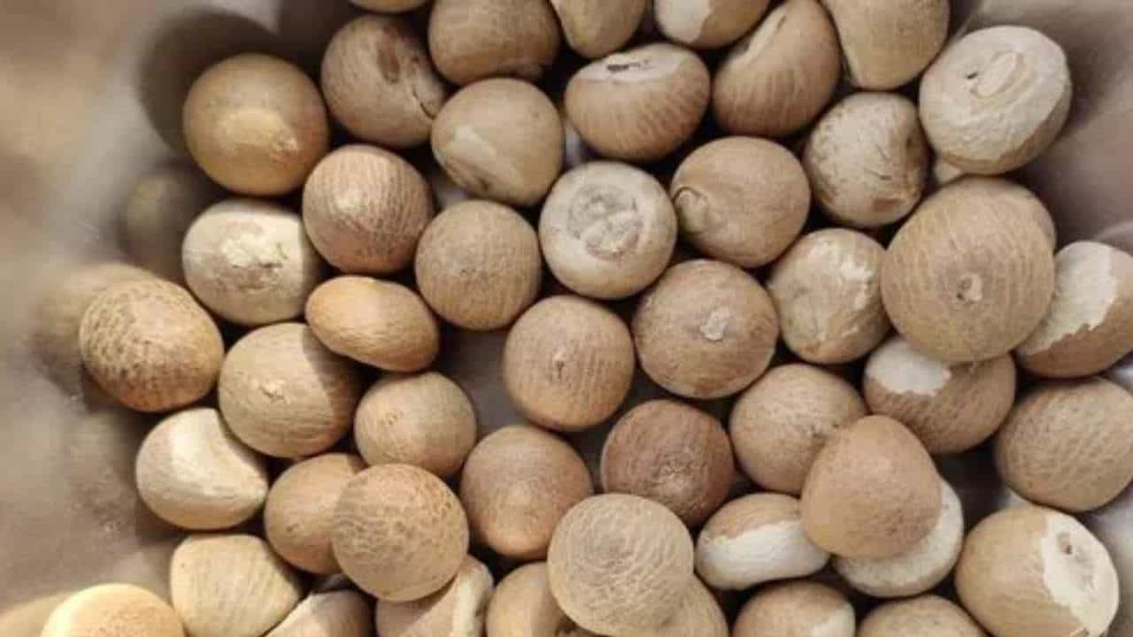 Arecanut Price 16 June: ಇಂದಿನ ಅಡಿಕೆ ಧಾರಣೆ ಎಲ್ಲೆಲ್ಲಿ ಎಷ್ಟಿದೆ? ಇಲ್ಲಿದೆ ಮಾಹಿತಿ