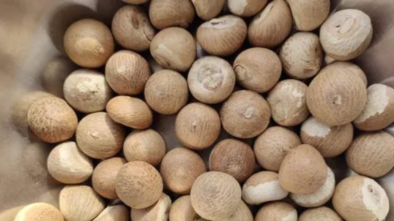 Arecanut Price 16 June: ಇಂದಿನ ಅಡಿಕೆ ಧಾರಣೆ ಎಲ್ಲೆಲ್ಲಿ ಎಷ್ಟಿದೆ? ಇಲ್ಲಿದೆ ಮಾಹಿತಿ Arecanut Price 16 June: ಇಂದಿನ ಅಡಿಕೆ ಧಾರಣೆ ಎಲ್ಲೆಲ್ಲಿ ಎಷ್ಟಿದೆ? ಇಲ್ಲಿದೆ ಮಾಹಿತಿ