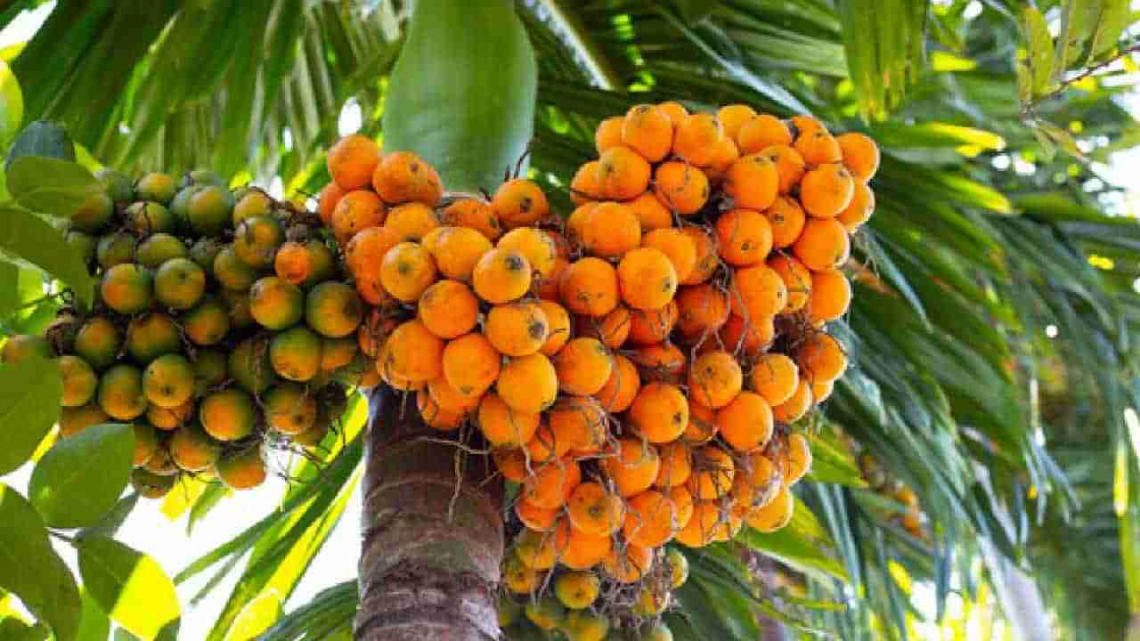 Arecanut Price 14 June: ಇಂದಿನ ಅಡಿಕೆ ಧಾರಣೆ ಎಲ್ಲೆಲ್ಲಿ ಎಷ್ಟಿದೆ? ಇಲ್ಲಿದೆ ಮಾಹಿತಿ