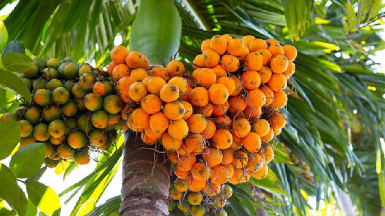 Arecanut Price 14 June: ಇಂದಿನ ಅಡಿಕೆ ಧಾರಣೆ ಎಲ್ಲೆಲ್ಲಿ ಎಷ್ಟಿದೆ? ಇಲ್ಲಿದೆ ಮಾಹಿತಿ