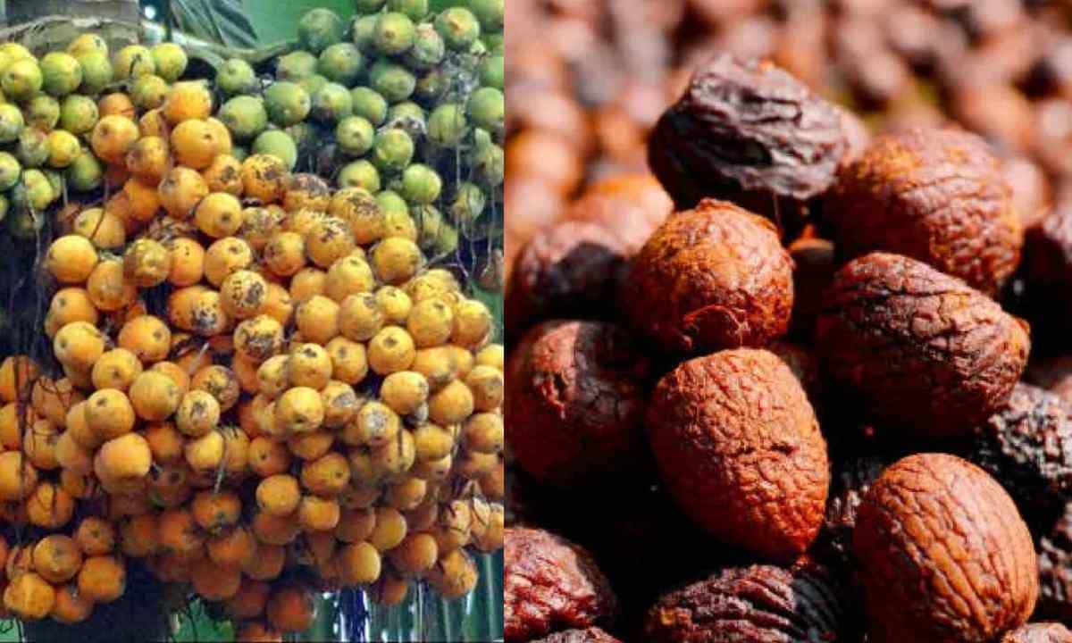 Arecanut Price 22 June: ಇಂದಿನ ಅಡಿಕೆ ಧಾರಣೆ, ವಿವಿಧ ಮಾರುಕಟ್ಟೆಗಳಲ್ಲಿನ ಅಡಿಕೆ ರೇಟ್ ಹೀಗಿದೆ Arecanut Price 22 June: ಇಂದಿನ ಅಡಿಕೆ ಧಾರಣೆ, ವಿವಿಧ ಮಾರುಕಟ್ಟೆಗಳಲ್ಲಿನ ಅಡಿಕೆ ರೇಟ್ ಹೀಗಿದೆ