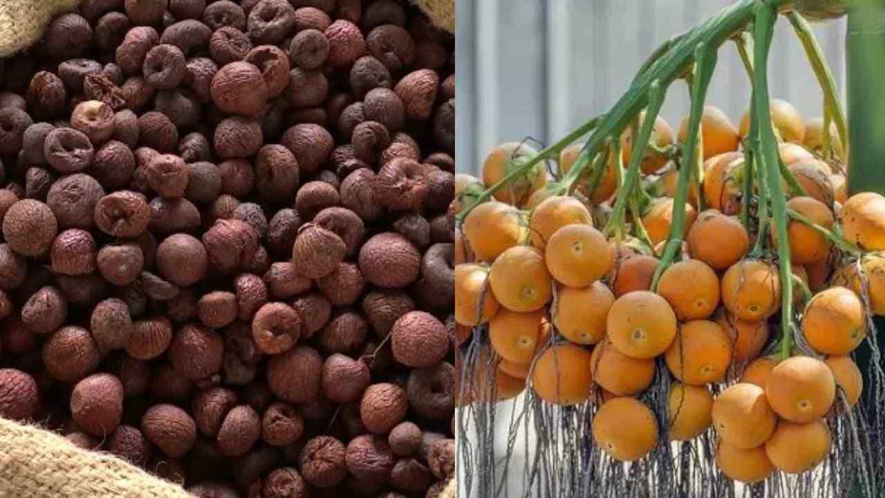 Arecanut Price 26 June: ಇಂದಿನ ಅಡಿಕೆ ಧಾರಣೆ, ವಿವಿಧ ಮಾರುಕಟ್ಟೆಗಳಲ್ಲಿನ ಅಡಿಕೆ ದರ ಹೀಗಿದೆ