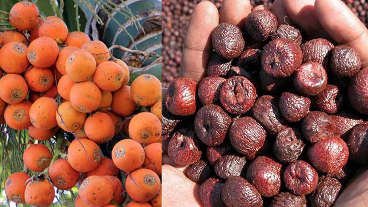 Arecanut Price: 02 ಜೂನ್ ಅಡಿಕೆ ರೇಟ್, ಇಂದಿನ ಅಡಿಕೆ ಧಾರಣೆ ಎಲ್ಲೆಲ್ಲಿ ಎಷ್ಟಿದೆ? ಇಲ್ಲಿದೆ ಮಾಹಿತಿ Arecanut Price: 02 ಜೂನ್ ಅಡಿಕೆ ರೇಟ್, ಇಂದಿನ ಅಡಿಕೆ ಧಾರಣೆ ಎಲ್ಲೆಲ್ಲಿ ಎಷ್ಟಿದೆ? ಇಲ್ಲಿದೆ ಮಾಹಿತಿ