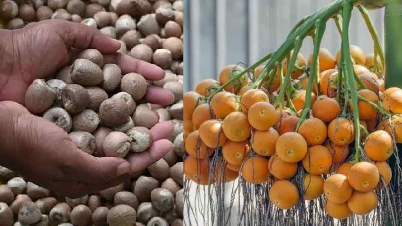 Arecanut Price 8 June: ಇಂದಿನ ಅಡಿಕೆ ಧಾರಣೆ ಎಲ್ಲೆಲ್ಲಿ ಎಷ್ಟಿದೆ? ಇಲ್ಲಿದೆ ಮಾಹಿತಿ Arecanut Price 8 June: ಇಂದಿನ ಅಡಿಕೆ ಧಾರಣೆ ಎಲ್ಲೆಲ್ಲಿ ಎಷ್ಟಿದೆ? ಇಲ್ಲಿದೆ ಮಾಹಿತಿ