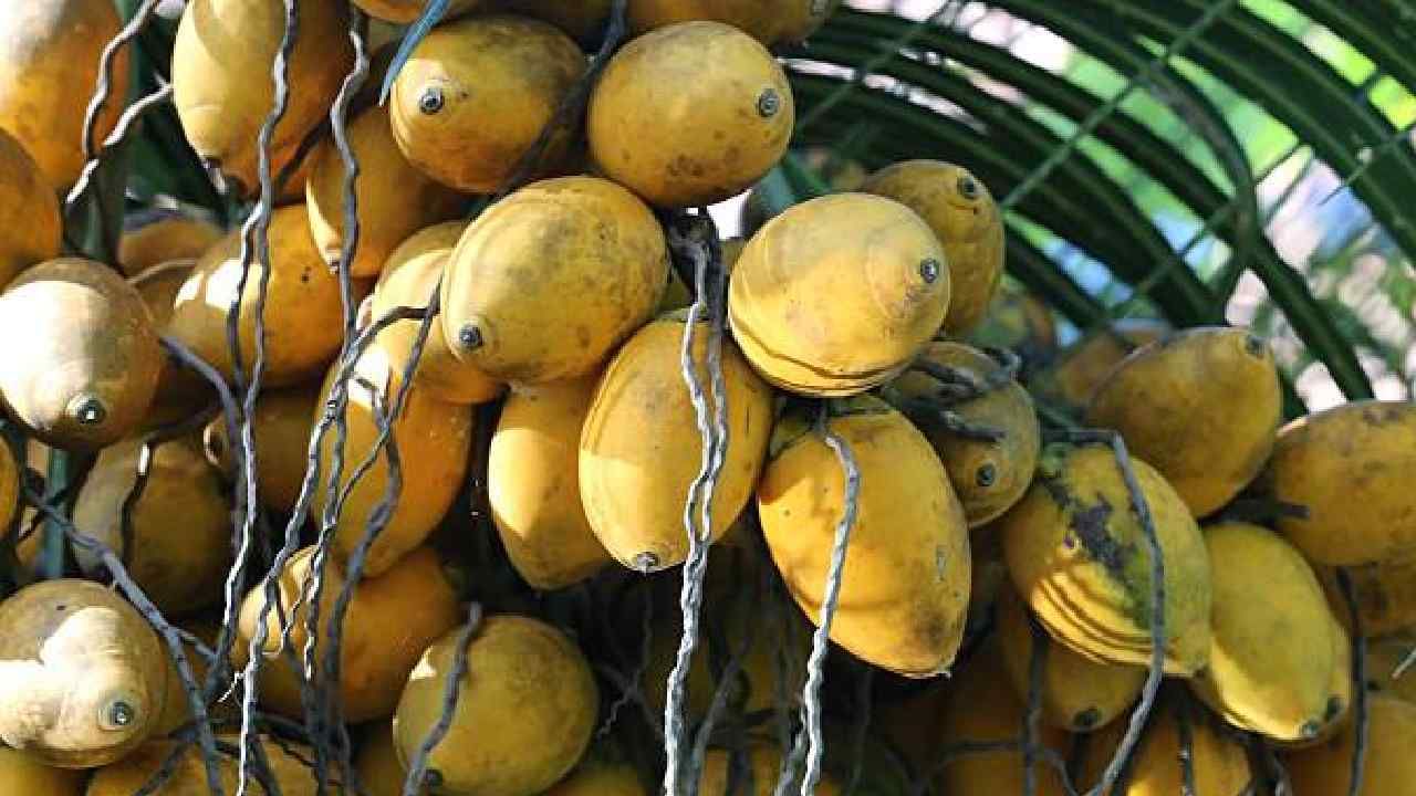 Arecanut Price 13 June: ಇಂದಿನ ಅಡಿಕೆ ಧಾರಣೆ ಎಲ್ಲೆಲ್ಲಿ ಎಷ್ಟಿದೆ? ಇಲ್ಲಿದೆ ಮಾಹಿತಿ Arecanut Price 13 June: ಇಂದಿನ ಅಡಿಕೆ ಧಾರಣೆ ಎಲ್ಲೆಲ್ಲಿ ಎಷ್ಟಿದೆ? ಇಲ್ಲಿದೆ ಮಾಹಿತಿ