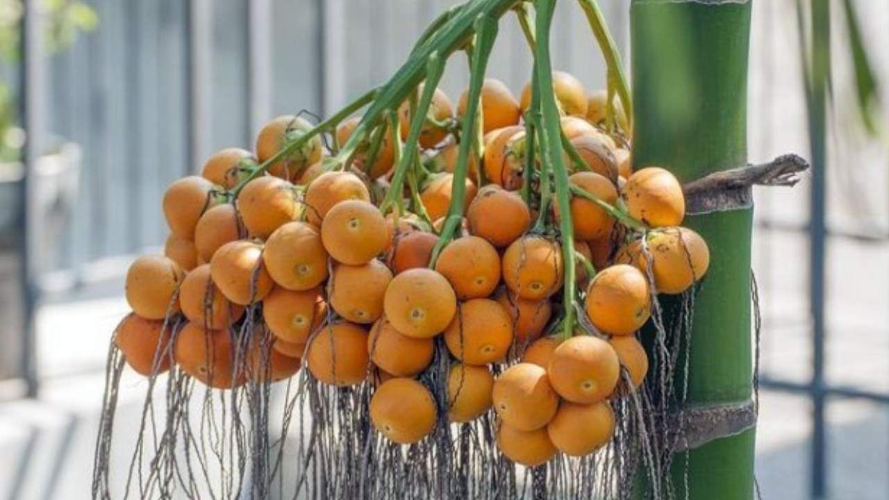 Arecanut Price 03 ಜೂನ್: ಅಡಿಕೆ ರೇಟ್, ಇಂದಿನ ಅಡಿಕೆ ಧಾರಣೆ ಎಲ್ಲೆಲ್ಲಿ ಎಷ್ಟಿದೆ? ಇಲ್ಲಿದೆ ಮಾಹಿತಿ Arecanut Price 03 ಜೂನ್: ಅಡಿಕೆ ರೇಟ್, ಇಂದಿನ ಅಡಿಕೆ ಧಾರಣೆ ಎಲ್ಲೆಲ್ಲಿ ಎಷ್ಟಿದೆ? ಇಲ್ಲಿದೆ ಮಾಹಿತಿ
