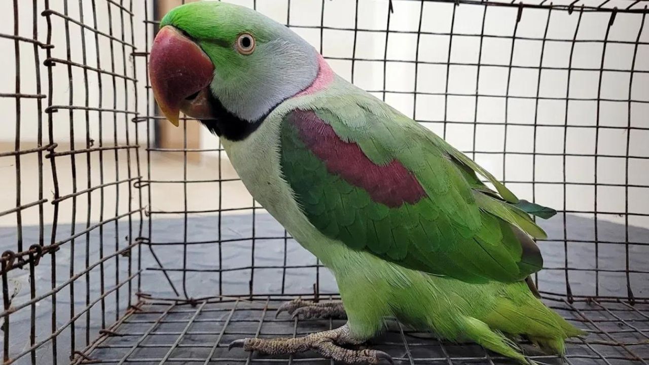 Parrot: ಮನೆಯಲ್ಲಿ ಗಿಣಿ ಸಾಕುವುದರಿಂದ ದಾಂಪತ್ಯ ಜೀವನ ಸುಮಧುರವಾಗಿರುತ್ತದೆ, ದಾಂಪತ್ಯದಲ್ಲಿ ಶಾಂತಿ-ಸಂತೋಷ ತುಳುಕುತ್ತದೆ - Astro tips preserving parrot in home is auspicious or ...