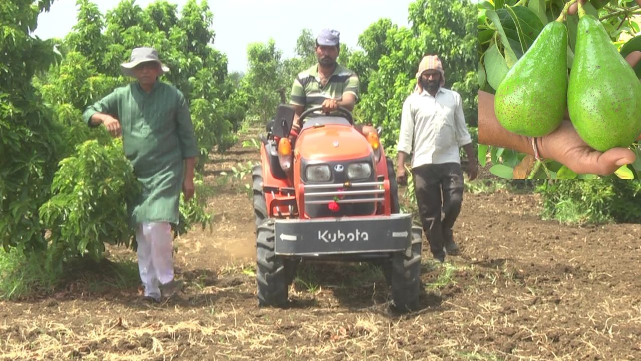 ಸದ್ಯ ಕರ್ನಾಟಕ, ತಮಿಳುನಾಡು, ಕೇರಳ ಸೇರಿದಂತೆ ಅನೇಕ ರಾಜ್ಯಗಳಲ್ಲಿ ಈ ಬಟರ್​ ಫ್ರೂಟ್​ನ್ನು ಬೆಳೆಯಲಾಗುತ್ತದೆ. ಪಿಯರ್ ಹಣ್ಣಿನ ಆಕಾರದಲ್ಲಿರುವ ಈ ಹಣ್ಣು ಮೆಕ್ಸಿಕೊ ದೇಶದಲ್ಲಿ ಹೆಚ್ಚು ಕಂಡು ಬರುತ್ತದೆ. ಈ ಹಣ್ಣನ್ನು ಈಗ ಗಡಿ ಜಿಲ್ಲೆ, ಬಯಲುಸೀಮೆ ಬೀದರ್ ನಲ್ಲಿಯೂ ಬೆಳೆಯಲು ಆರಂಭಿಸಿದ್ದಾರೆ. 