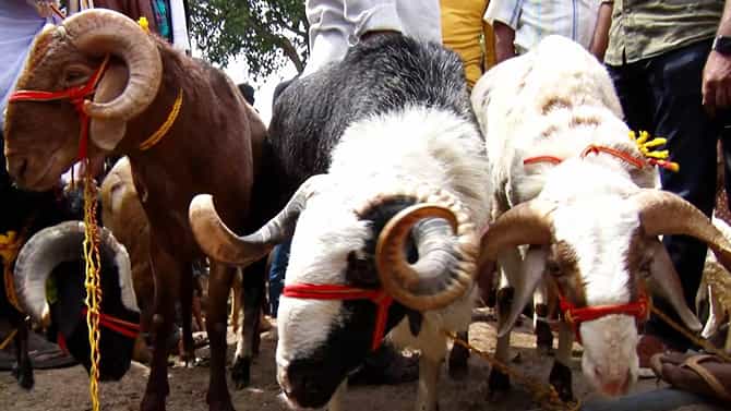 Bakrid Festival: ಬಕ್ರಿದ್ ಹಬ್ಬದ ಎಫೆಕ್ಟ್: ಕುರಿ-ಕೋಳಿ, ಮೇಕೆಗಳಿಗೆ ಭಾರಿ ಡಿಮ್ಯಾಂಡ್