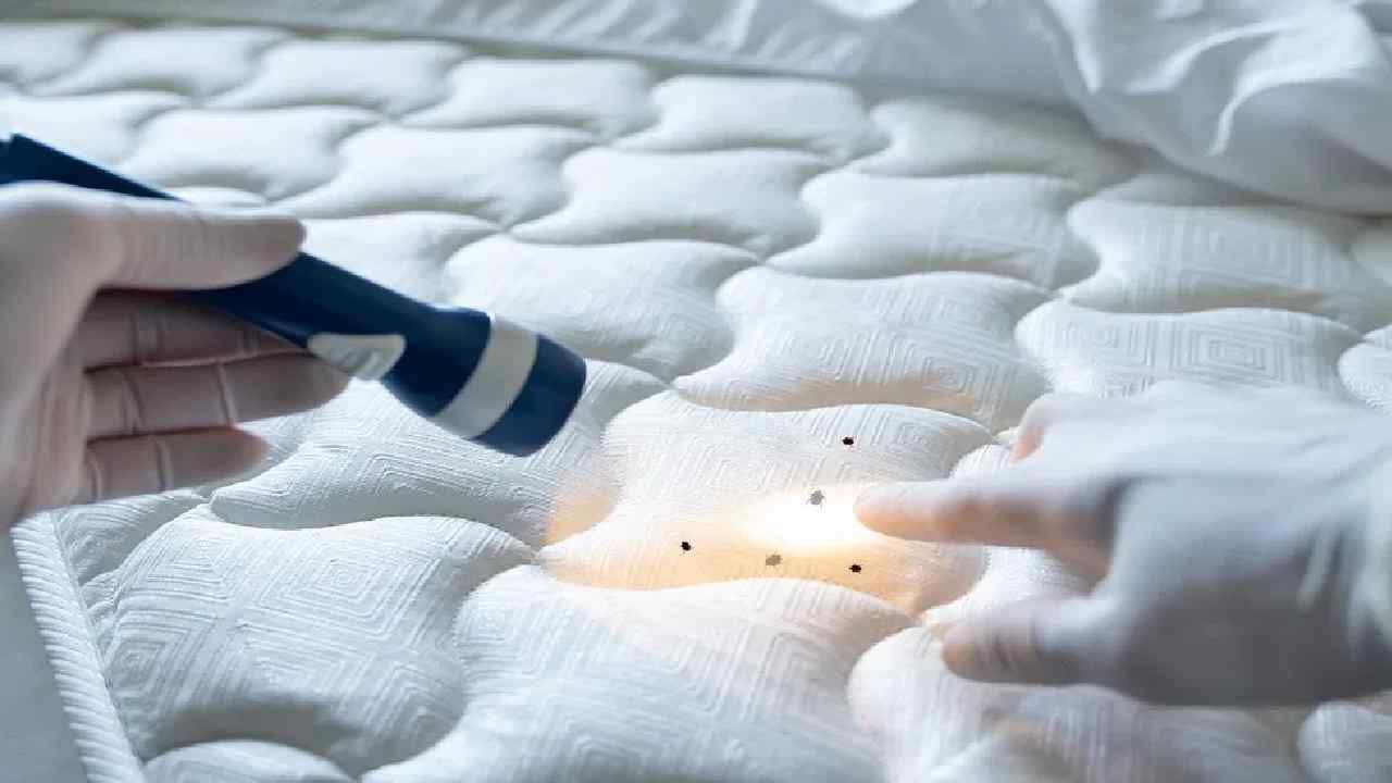 Bed Bugs: ನೀವೆಲ್ಲಾ ನಿದ್ದೆಗೆ ಜಾರಿದಾಗ ಎಚ್ಚರವಾಗುವ ತಿಗಣೆ; ಇದರ ನಾಶಕ್ಕೆ ಹೀಗೆ ಮಾಡಿ