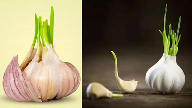 Sprouted Garlic Benefits: ಮೊಳಕೆಯೊಡೆದ ಬೆಳ್ಳುಳ್ಳಿಯನ್ನು ಲಘುವಾಗಿ ಪರಿಗಣಿಸಬೇಡಿ, ಈ ಕಾಯಿಲೆಗಳಿಂದ ಬಳಲುತ್ತಿರುವವರಿಗೆ ಅದು ದಿವ್ಯ ಔಷಧ