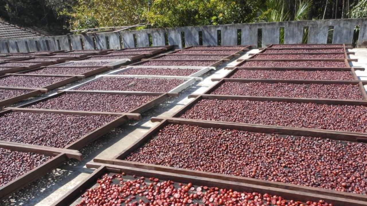 Arecanut Price 12 June: ಇಂದಿನ ಅಡಿಕೆ ಧಾರಣೆ ಎಲ್ಲೆಲ್ಲಿ ಎಷ್ಟಿದೆ? ಇಲ್ಲಿದೆ ಮಾಹಿತಿ Arecanut Price 12 June: ಇಂದಿನ ಅಡಿಕೆ ಧಾರಣೆ ಎಲ್ಲೆಲ್ಲಿ ಎಷ್ಟಿದೆ? ಇಲ್ಲಿದೆ ಮಾಹಿತಿ