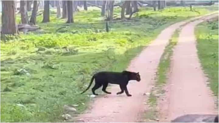 Mysuru News: ಎಚ್ಡಿ ಕೋಟೆ ದಮ್ಮನಕಟ್ಟೆ ಕಾಡಲ್ಲಿ ಕಾಣಿಸ್ತು ಕಪ್ಪು ಚಿರತೆ; ವಿಡಿಯೋ ನೋಡಿ Mysuru News: ಎಚ್ಡಿ ಕೋಟೆ ದಮ್ಮನಕಟ್ಟೆ ಕಾಡಲ್ಲಿ ಕಾಣಿಸ್ತು ಕಪ್ಪು ಚಿರತೆ; ವಿಡಿಯೋ ನೋಡಿ