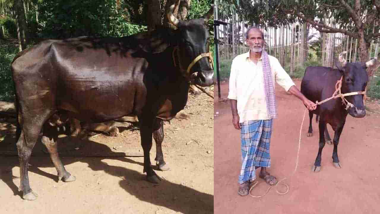 ದಾವಣಗೆರೆ: ಚಿರತೆ ದಾಳಿಯಿಂದ ಮಾಲೀಕನನ್ನು ಕಾಪಾಡಿದ ಹಸು ಗೌರಿ