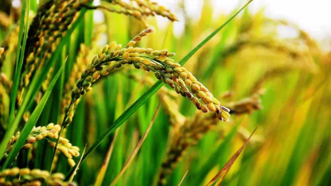 Crop Insurance: ಬೆಳೆ ವಿಮೆ ಬಗ್ಗೆ ಹತ್ತಾರು ಗೊಂದಲಗಳಿವೆಯಾ? ಹಾಗಾದ್ರೆ ಇಲ್ಲಿದೆ ಮಾಹಿತಿ Crop Insurance: ಬೆಳೆ ವಿಮೆ ಬಗ್ಗೆ ಹತ್ತಾರು ಗೊಂದಲಗಳಿವೆಯಾ? ಹಾಗಾದ್ರೆ ಇಲ್ಲಿದೆ ಮಾಹಿತಿ