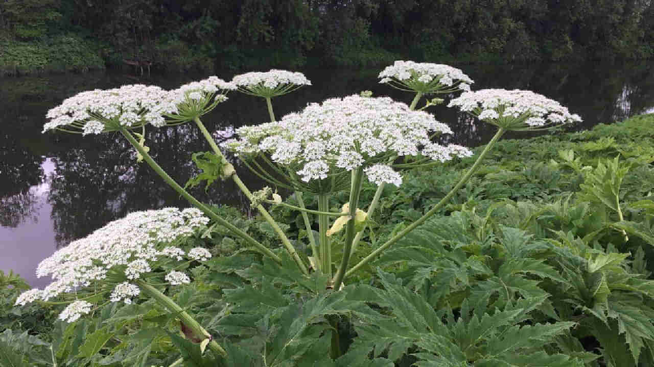Dangerous Plant: ಮುಟ್ಟಿದ್ದು ಒಂದು ಗಿಡ, ಆದ್ರೆ ಆ ಗಿಡವೇ ಜೀವಕ್ಕೆ ಮಾರಕವಾಗಿದೆ!