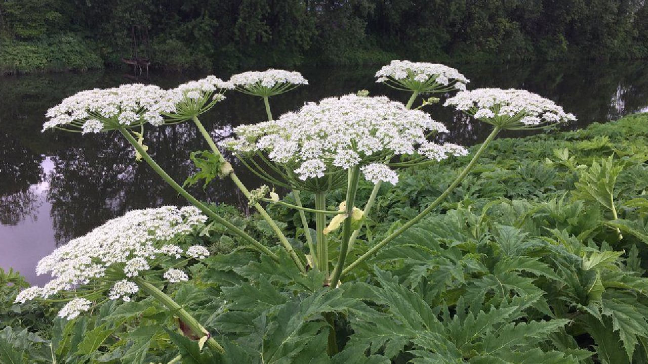 Dangerous Plant: ಮುಟ್ಟಿದ್ದು ಒಂದು ಗಿಡ, ಆದ್ರೆ ಆ ಗಿಡವೇ ಜೀವಕ್ಕೆ ಮಾರಕವಾಗಿದೆ! Dangerous Plant: ಮುಟ್ಟಿದ್ದು ಒಂದು ಗಿಡ, ಆದ್ರೆ ಆ ಗಿಡವೇ ಜೀವಕ್ಕೆ ಮಾರಕವಾಗಿದೆ!