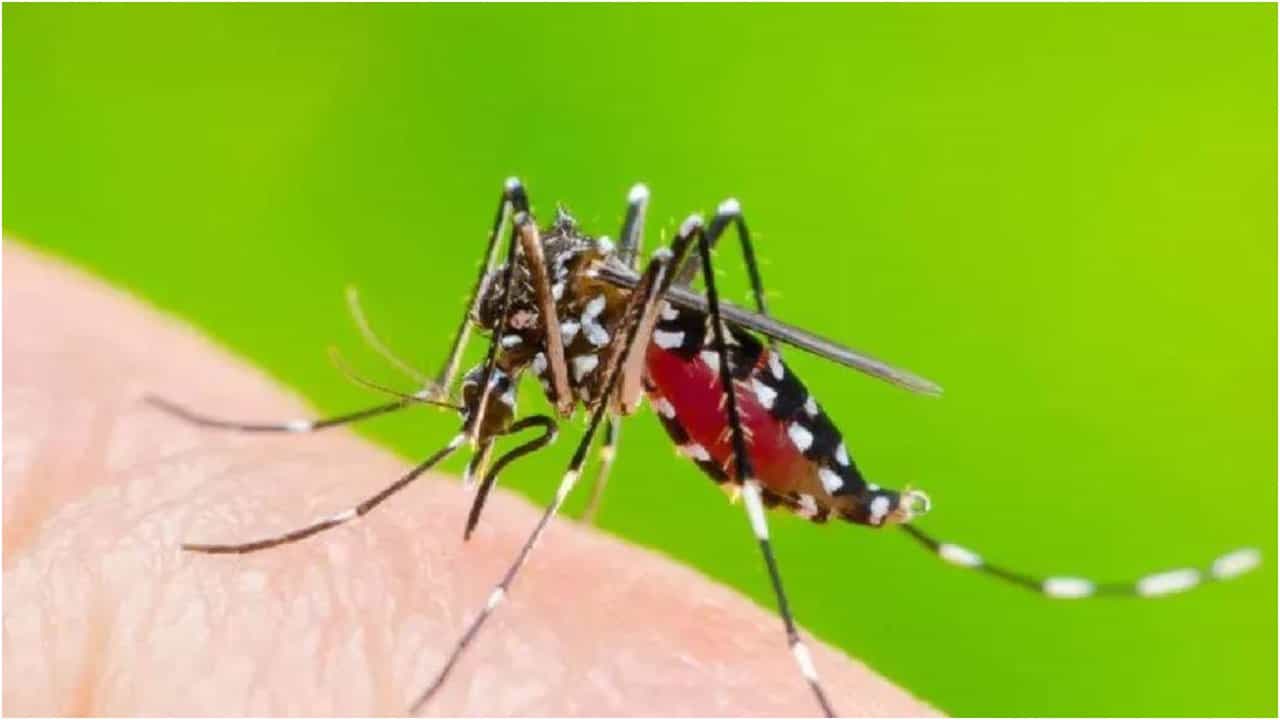 ಬೆಂಗಳೂರು ಸೇರಿ ಹಲವೆಡೆ ಡೆಂಗ್ಯೂ ಪ್ರಕರಣ ಹೆಚ್ಚಳ; ದಕ್ಷಿಣ ಕನ್ನಡದಲ್ಲಿ ಕಟ್ಟೆಚ್ಚರ ಬೆಂಗಳೂರು ಸೇರಿ ಹಲವೆಡೆ ಡೆಂಗ್ಯೂ ಪ್ರಕರಣ ಹೆಚ್ಚಳ; ದಕ್ಷಿಣ ಕನ್ನಡದಲ್ಲಿ ಕಟ್ಟೆಚ್ಚರ