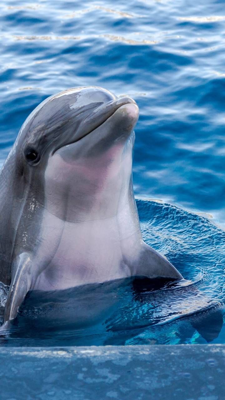 Dolphin