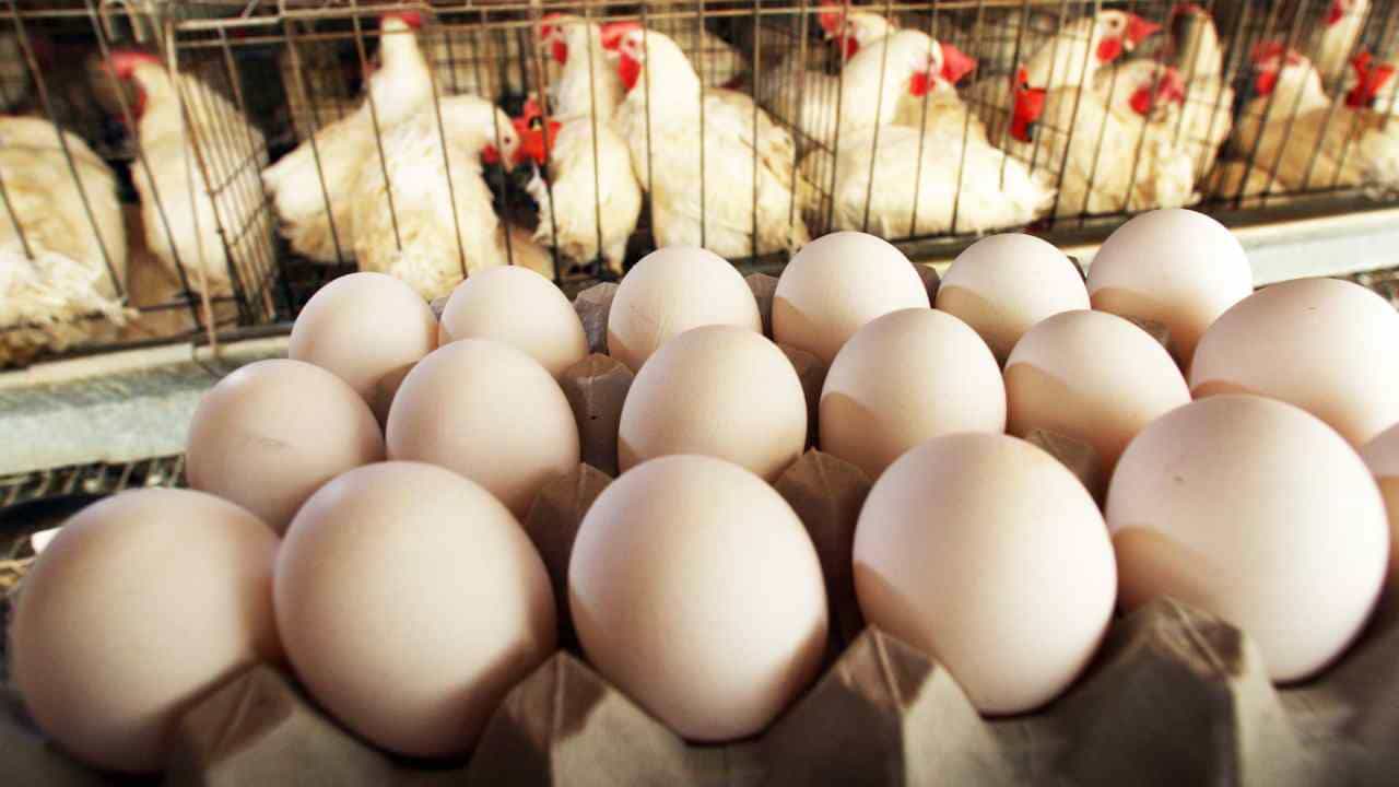 Chicken And Egg Price: ಮಾಂಸ ಪ್ರಿಯರಿಗೆ ಬಿಗ್ ಶಾಕ್, ಚಿಕನ್-ಮೊಟ್ಟೆ ಬೆಲೆ ಏರಿಕೆ Chicken And Egg Price: ಮಾಂಸ ಪ್ರಿಯರಿಗೆ ಬಿಗ್ ಶಾಕ್, ಚಿಕನ್-ಮೊಟ್ಟೆ ಬೆಲೆ ಏರಿಕೆ