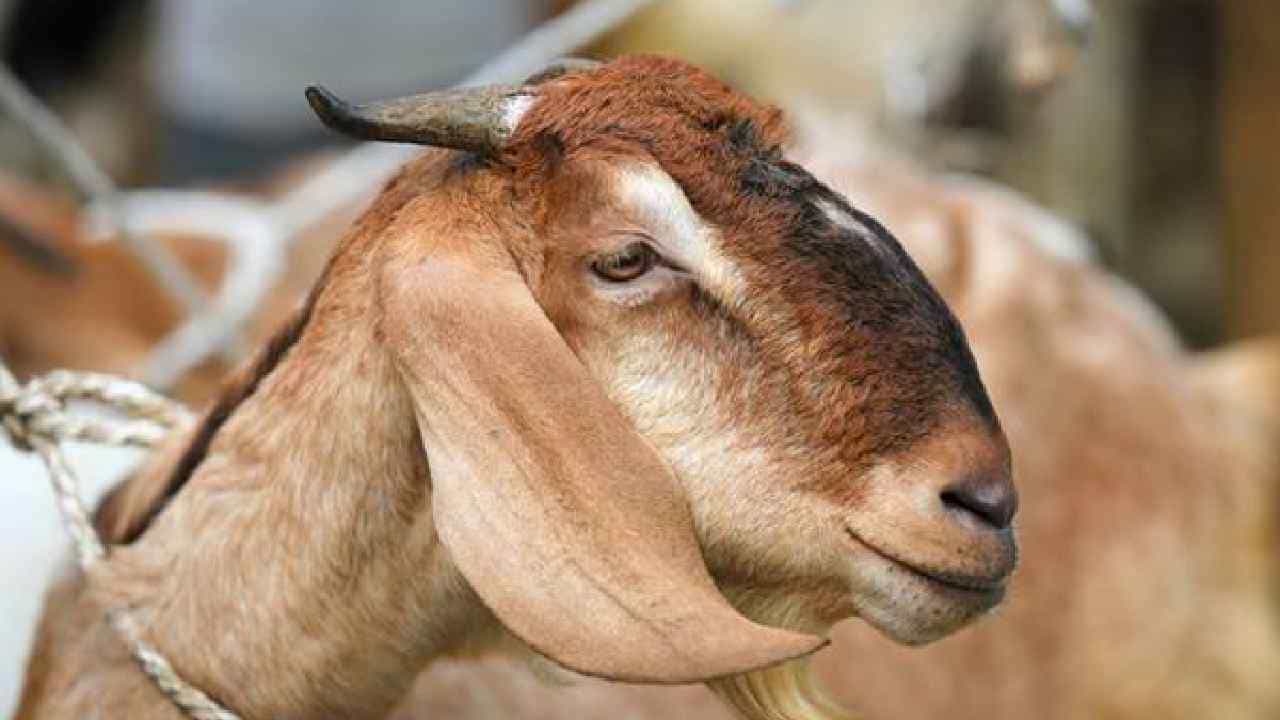 Eid al-Adha 2023: ಬಕ್ರೀದ್ ಹಬ್ಬದಂದು ಬಿಬಿಎಂಪಿ ವ್ಯಾಪ್ತಿಯಲ್ಲಿ ಅನಧಿಕೃತ ಪ್ರಾಣಿವಧೆ ನಿಷೇಧ Eid al-Adha 2023: ಬಕ್ರೀದ್ ಹಬ್ಬದಂದು ಬಿಬಿಎಂಪಿ ವ್ಯಾಪ್ತಿಯಲ್ಲಿ ಅನಧಿಕೃತ ಪ್ರಾಣಿವಧೆ ನಿಷೇಧ