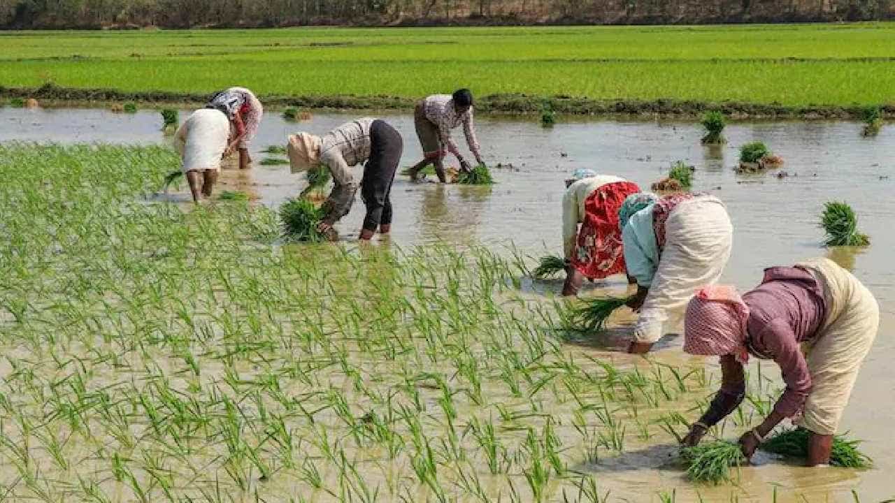 Maharashtra: ಮಹಾರಾಷ್ಟ್ರದ ಮರಾಠವಾಡದಲ್ಲಿ ಕಳೆದ 5 ತಿಂಗಳಲ್ಲಿ 391 ರೈತರ ಆತ್ಮಹತ್ಯೆ Maharashtra: ಮಹಾರಾಷ್ಟ್ರದ ಮರಾಠವಾಡದಲ್ಲಿ ಕಳೆದ 5 ತಿಂಗಳಲ್ಲಿ 391 ರೈತರ ಆತ್ಮಹತ್ಯೆ
