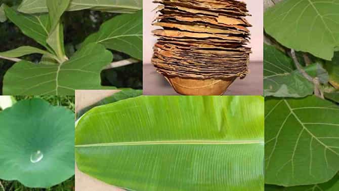 ಊಟ ಬಡಿಸಲು ಬಳಸುವ  4 ನೈಸರ್ಗಿಕ ಎಲೆಗಳು, ಅವುಗಳ ವಿಶೇಷ, ಅದರ ಆರೋಗ್ಯ ಪ್ರಯೋಜನಗಳ ವಿವರ ಇಲ್ಲಿದೆ