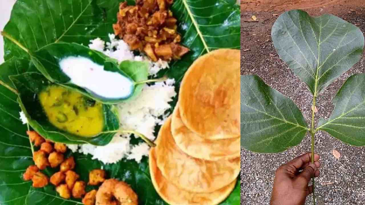 ಪಲಾವ್​ ಎಲೆ Palash Leaf:  ಪಲಾವ್ ಎಲೆಯನ್ನು ಅತ್ಯಂತ ಪವಿತ್ರವೆಂದು ಪರಿಗಣಿಸಲಾಗುತ್ತದೆ ಮತ್ತು ತಿನ್ನಲು ಮಂಗಳಕರವಾಗಿದೆ. ಇದಲ್ಲದೆ, ದೇವರಿಗೆ ಅದರ ಎಲೆಗಳಲ್ಲಿ ಪ್ರಸಾದವನ್ನು ಅರ್ಪಿಸುವುದು ಅತ್ಯಂತ ಮಂಗಳಕರವೆಂದು ಪರಿಗಣಿಸಲಾಗಿದೆ. ಇಂದಿಗೂ, ಈ ತಾಜಾ ಹಸಿರು ಎಲೆಗಳನ್ನು ಸಂಗ್ರಹಿಸಿ ಅದರೊಂದಿಗೆ 'ಪತ್ರಾವಳಿ' ತಯಾರಿಸಿ ಮಾರಾಟ ಮಾಡುವ ಹಲವಾರು ಜನರಿದ್ದಾರೆ. ಈ ಎಲೆಯು ಆಂಟಿಮೈಕ್ರೊಬಿಯಲ್ ಮತ್ತು ಉರಿಯೂತದ ಗುಣಲಕ್ಷಣಗಳನ್ನು ಹೊಂದಿರುವ ಜೈವಿಕ ಸಕ್ರಿಯ ಸಂಯುಕ್ತಗಳನ್ನು ಹೊಂದಿರುತ್ತದೆ. ಇದು ಜೀರ್ಣಕ್ರಿಯೆಗೆ ಸಹಾಯ ಮಾಡುತ್ತದೆ, ಹಸಿವನ್ನು ಸುಧಾರಿಸುತ್ತದೆ ಮತ್ತು ಒಟ್ಟಾರೆ ಯೋಗಕ್ಷೇಮವನ್ನು ಉತ್ತೇಜಿಸುತ್ತದೆ ಎಂದು ನಂಬಲಾಗಿದೆ. ಹೆಚ್ಚುವರಿಯಾಗಿ, ಪಾಲಾಶ್ ಎಲೆಗಳನ್ನು ಪ್ಲೇಟ್‌ಗಳಾಗಿ ಬಳಸುವುದು ಪರಿಸರ ಸ್ನೇಹಿಯಾಗಿದೆ, ಏಕೆಂದರೆ ಅವು ಜೈವಿಕ ವಿಘಟನೀಯ ಮತ್ತು ಸಮರ್ಥನೀಯವಾಗಿವೆ