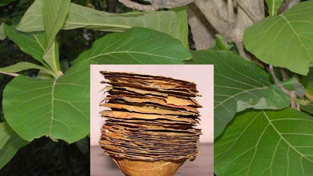 ಸಾಗುವಾನಿ ಮತ್ತು ತೇಗದ ಎಲೆಗಳು Sal and Teak leaves: ಸಾಲ್ (ಸಾಗುವಾನಿ) ಮತ್ತು ತೇಗದ ಎಲೆಗಳ ಗಾತ್ರವು ದೊಡ್ಡದಾಗಿದೆ ಮತ್ತು ಅವು ಗಟ್ಟಿಯಾಗಿರುತ್ತವೆ ಮತ್ತು ಅವುಗಳಲ್ಲಿ ತಿನ್ನಲು ತುಂಬಾ ಸುಲಭ. ಗ್ರಾಮೀಣ ಮತ್ತು ಅರಣ್ಯ ಪ್ರದೇಶಗಳಲ್ಲಿ ನೀವು ಈ ಎಲೆಗಳನ್ನು ಹೆಚ್ಚಾಗಿ ಕಾಣಬಹುದು. ಇದರ ಮರವನ್ನು ಪೀಠೋಪಕರಣಗಳನ್ನು ತಯಾರಿಸಲು ಬಳಸಲಾಗುತ್ತದೆ ಮತ್ತು ಇದು ಅತ್ಯಂತ ದುಬಾರಿ ಮರಗಳಲ್ಲಿ ಒಂದಾಗಿದೆ. ಇವುಗಳನ್ನು ಸಾಮಾನ್ಯವಾಗಿ ಪಶ್ಚಿಮ ಬಂಗಾಳ, ಜಾರ್ಖಂಡ್ ಮತ್ತು ಬಿಹಾರ ಪ್ರದೇಶಗಳಲ್ಲಿ ಬಳಸಲಾಗುತ್ತದೆ. ಸಾಲ್ ಮತ್ತು ತೇಗದ ಎಲೆಗಳೆರಡೂ ನೈಸರ್ಗಿಕ ಆಂಟಿಮೈಕ್ರೊಬಿಯಲ್ ಗುಣಲಕ್ಷಣಗಳನ್ನು ಹೊಂದಿವೆ. ಇದು ಆಹಾರದ ಮೇಲೆ ಹಾನಿಕಾರಕ ಬ್ಯಾಕ್ಟೀರಿಯಾದ ಬೆಳವಣಿಗೆಯನ್ನು ತಡೆಯಲು ಸಹಾಯ ಮಾಡುತ್ತದೆ. ಈ ಎಲೆಗಳು ಆಹಾರಕ್ಕೆ ಸೂಕ್ಷ್ಮವಾದ ಪರಿಮಳವನ್ನು ನೀಡುತ್ತದೆ, ಒಟ್ಟಾರೆ ರುಚಿಯ ಅನುಭವವನ್ನು ಹೆಚ್ಚಿಸುತ್ತದೆ. ಇದಲ್ಲದೆ, ಸಾಲ್ ಮತ್ತು ತೇಗದ ಎಲೆಗಳನ್ನು ಪ್ಲೇಟ್‌ಗಳಾಗಿ ಬಳಸುವುದು ಪರಿಸರ ಸ್ನೇಹಿಯಾಗಿದೆ, ಏಕೆಂದರೆ ಅವು ಜೈವಿಕ ವಿಘಟನೀಯ ಮತ್ತು ಪ್ಲಾಸ್ಟಿಕ್ ತ್ಯಾಜ್ಯಕ್ಕೆ ಕೊಡುಗೆ ನೀಡುವುದಿಲ್ಲ. ಈ ಸಾಂಪ್ರದಾಯಿಕ ಅಭ್ಯಾಸವನ್ನು ಅಳವಡಿಸಿಕೊಳ್ಳುವುದರಿಂದ ಪ್ರಕೃತಿಯೊಂದಿಗೆ ನಮ್ಮನ್ನು ಸಂಪರ್ಕಿಸುತ್ತದೆ ಮತ್ತು ಸುಸ್ಥಿರ ಮತ್ತು ಆರೋಗ್ಯಕರ ಭೋಜನವನ್ನು ಉತ್ತೇಜಿಸುತ್ತದೆ.