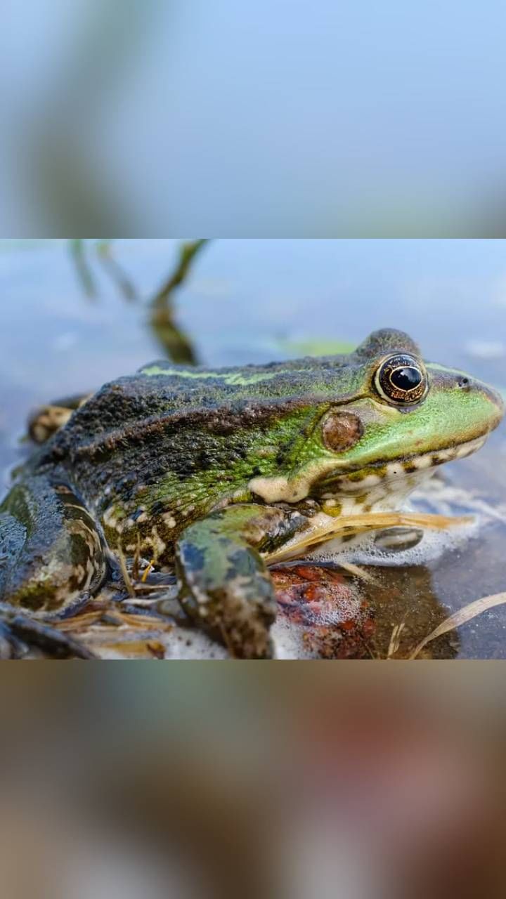 Frog 1
