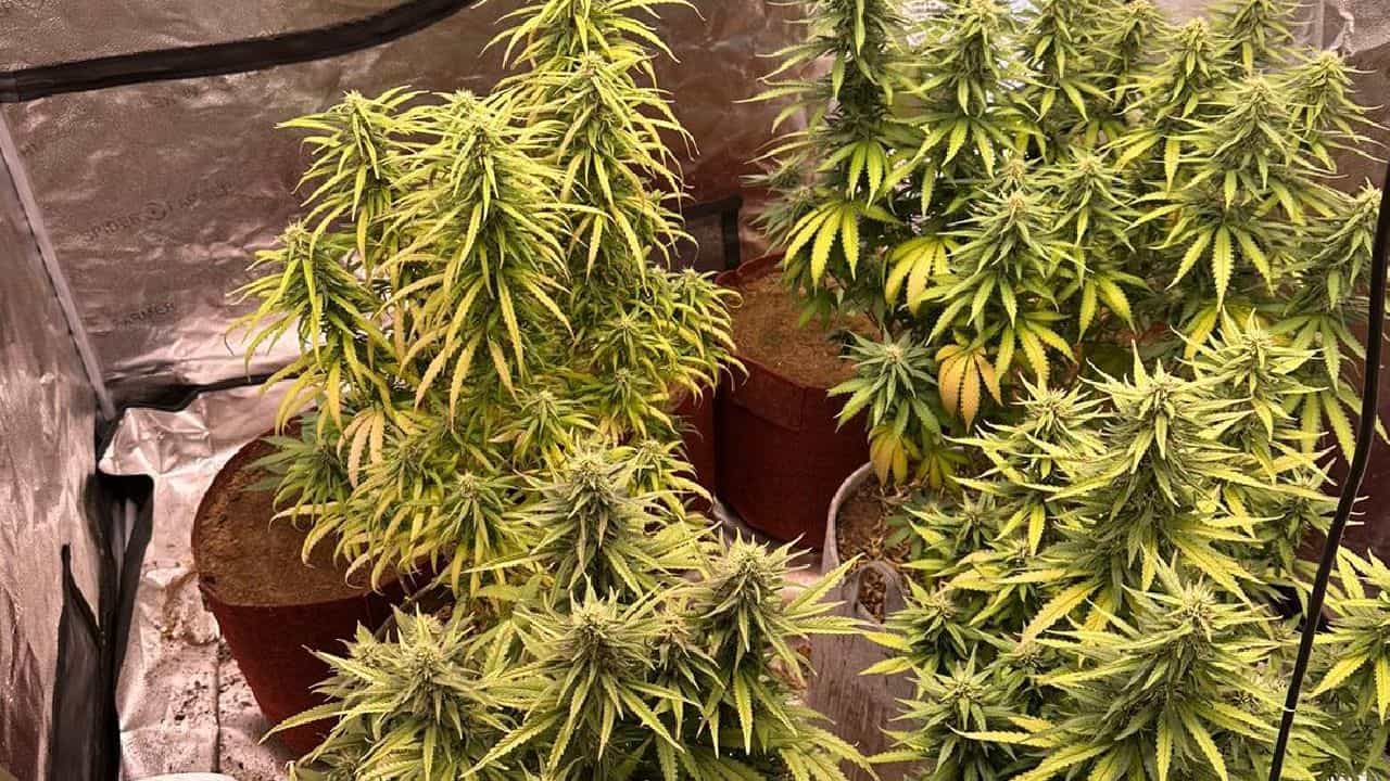 Ganja: ವೈದ್ಯಕೀಯ ಲೋಕಕ್ಕೆ ನಶೆ ಏರಿಸಿದ ಗಾಂಜಾ, ಐವರು ಎಂಬಿಬಿಎಸ್ ವಿದ್ಯಾರ್ಥಿಗಳು ಅರೆಸ್ಟ್ Ganja: ವೈದ್ಯಕೀಯ ಲೋಕಕ್ಕೆ ನಶೆ ಏರಿಸಿದ ಗಾಂಜಾ, ಐವರು ಎಂಬಿಬಿಎಸ್ ವಿದ್ಯಾರ್ಥಿಗಳು ಅರೆಸ್ಟ್
