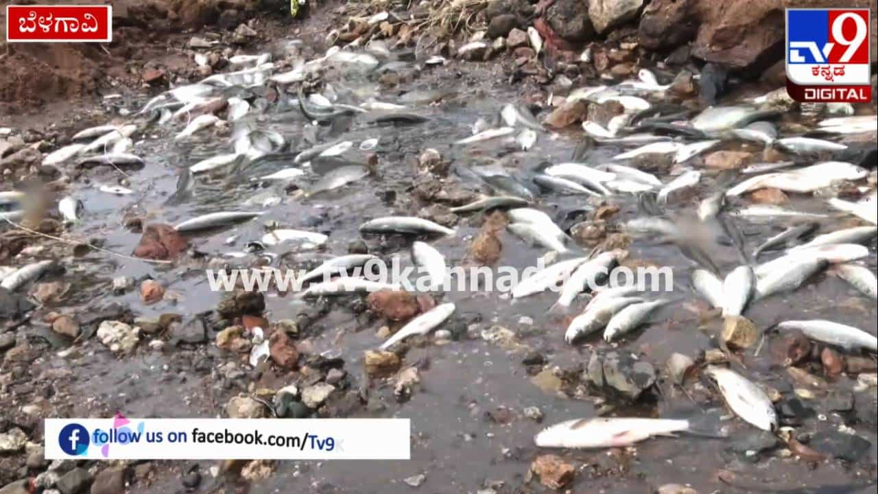 Belagavi News: ಬತ್ತಿದ ಘಟಪ್ರಭಾ ನದಿ; ನೀರಿಲ್ಲದೆ ಮೀನುಗಳ ಸಾವು Belagavi News: ಬತ್ತಿದ ಘಟಪ್ರಭಾ ನದಿ; ನೀರಿಲ್ಲದೆ ಮೀನುಗಳ ಸಾವು