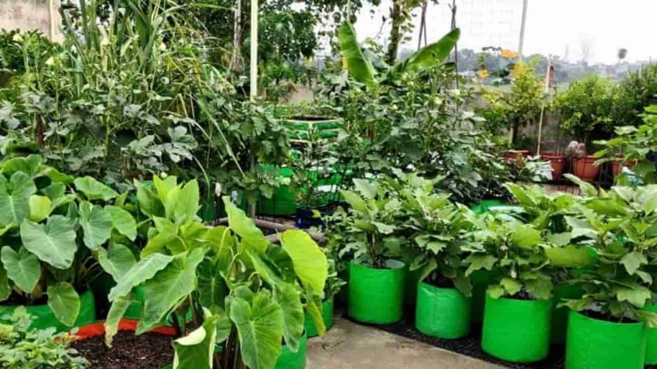 Monsoon Vegetable Gardening: ಮಳೆಗಾಲದಲ್ಲಿ ನಿಮ್ಮ ಮನೆಯಲ್ಲಿ ಬೆಳೆಯಲು ಸೂಕ್ತವಾದ ತರಕಾರಿಗಳ ಯಾವುವು?