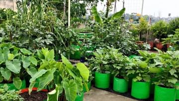 Monsoon Vegetable Gardening: ಮಳೆಗಾಲದಲ್ಲಿ ನಿಮ್ಮ ಮನೆಯಲ್ಲಿ ಬೆಳೆಯಲು ಸೂಕ್ತವಾದ ತರಕಾರಿಗಳ ಯಾವುವು?