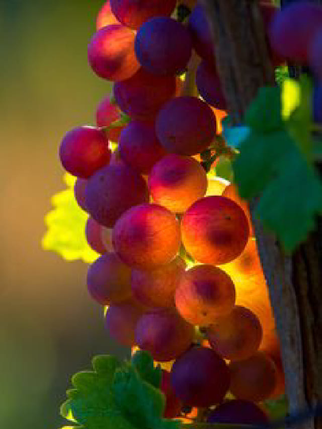 ದ್ರಾಕ್ಷಿ ಹಣ್ಣಿನ ಪ್ರಯೋಜನ ಹಾಗೂ ಅಡ್ಡ ಪರಿಣಾಮ TV9 Kannada Health Tips