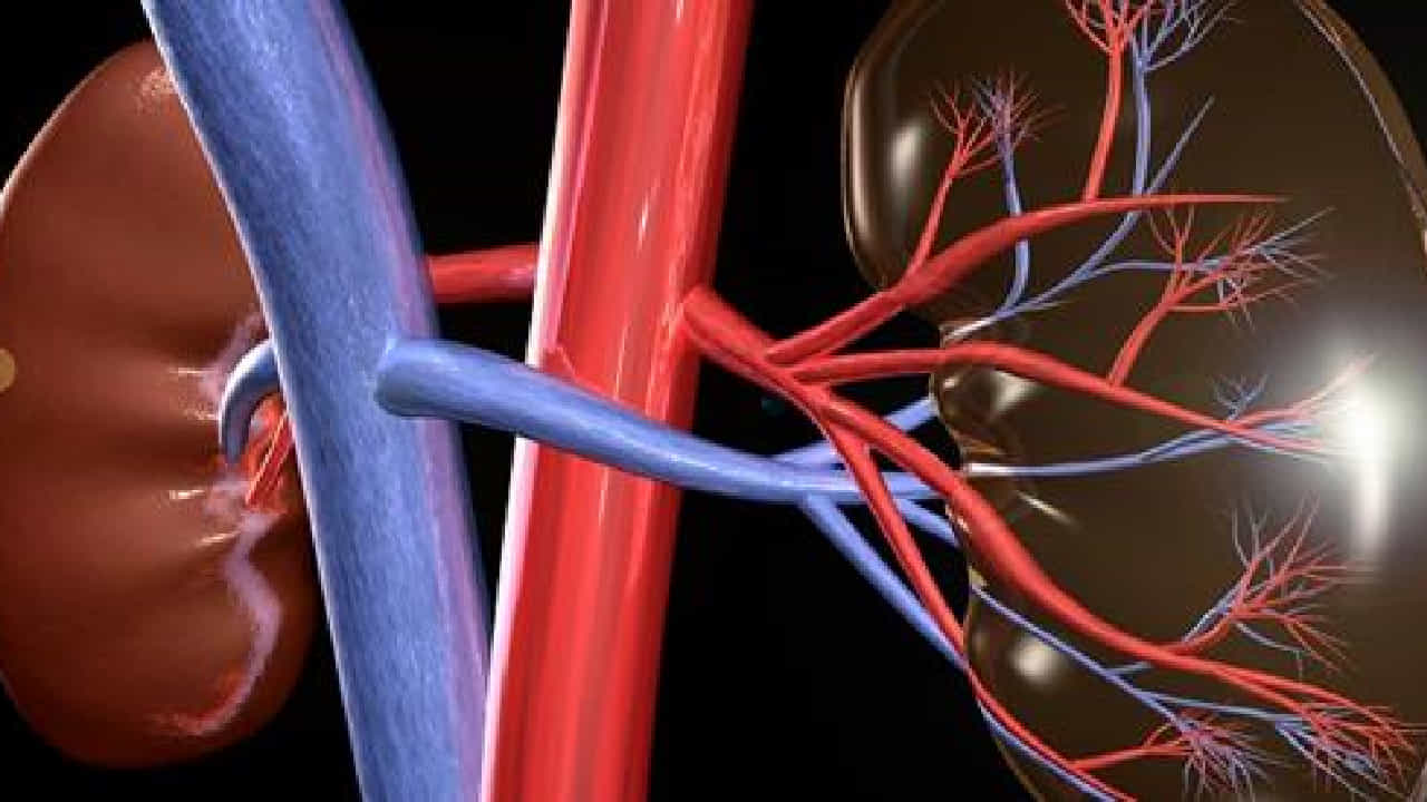 Kidney disorders: ಮೂತ್ರಪಿಂಡದ ಕಾಯಿಲೆಗಳ ಸಾಮಾನ್ಯ ವಿಧಗಳ ಕುರಿತು ಮಾಹಿತಿ ಇಲ್ಲಿವೆ Kidney disorders: ಮೂತ್ರಪಿಂಡದ ಕಾಯಿಲೆಗಳ ಸಾಮಾನ್ಯ ವಿಧಗಳ ಕುರಿತು ಮಾಹಿತಿ ಇಲ್ಲಿವೆ