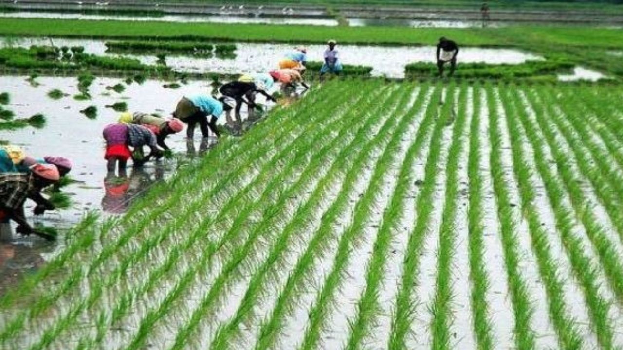 Kharif Crops: ಮುಂಗಾರು ಬೆಳೆಗಳ ಕನಿಷ್ಠ ಬೆಂಬಲ ಬೆಲೆ ಹೆಚ್ಚಳಕ್ಕೆ ಕೇಂದ್ರ ಸಂಪುಟ ಅನುಮೋದನೆ