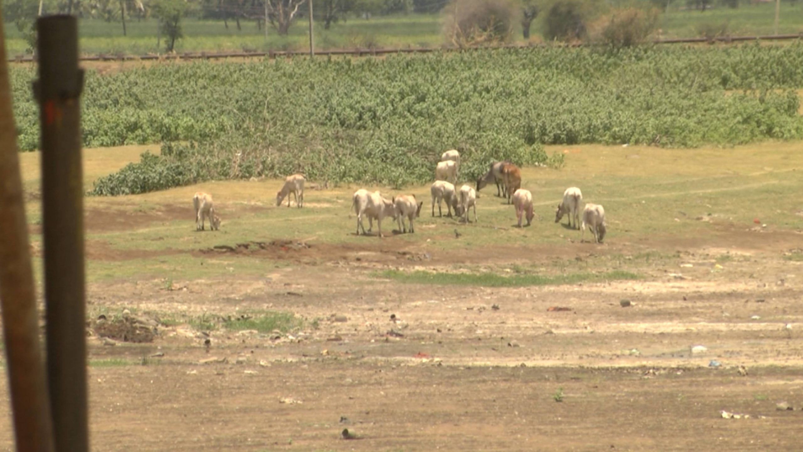 No Water in Kudalasangama triveni sangam krishna malaprabha ghataprabha river bagalakote