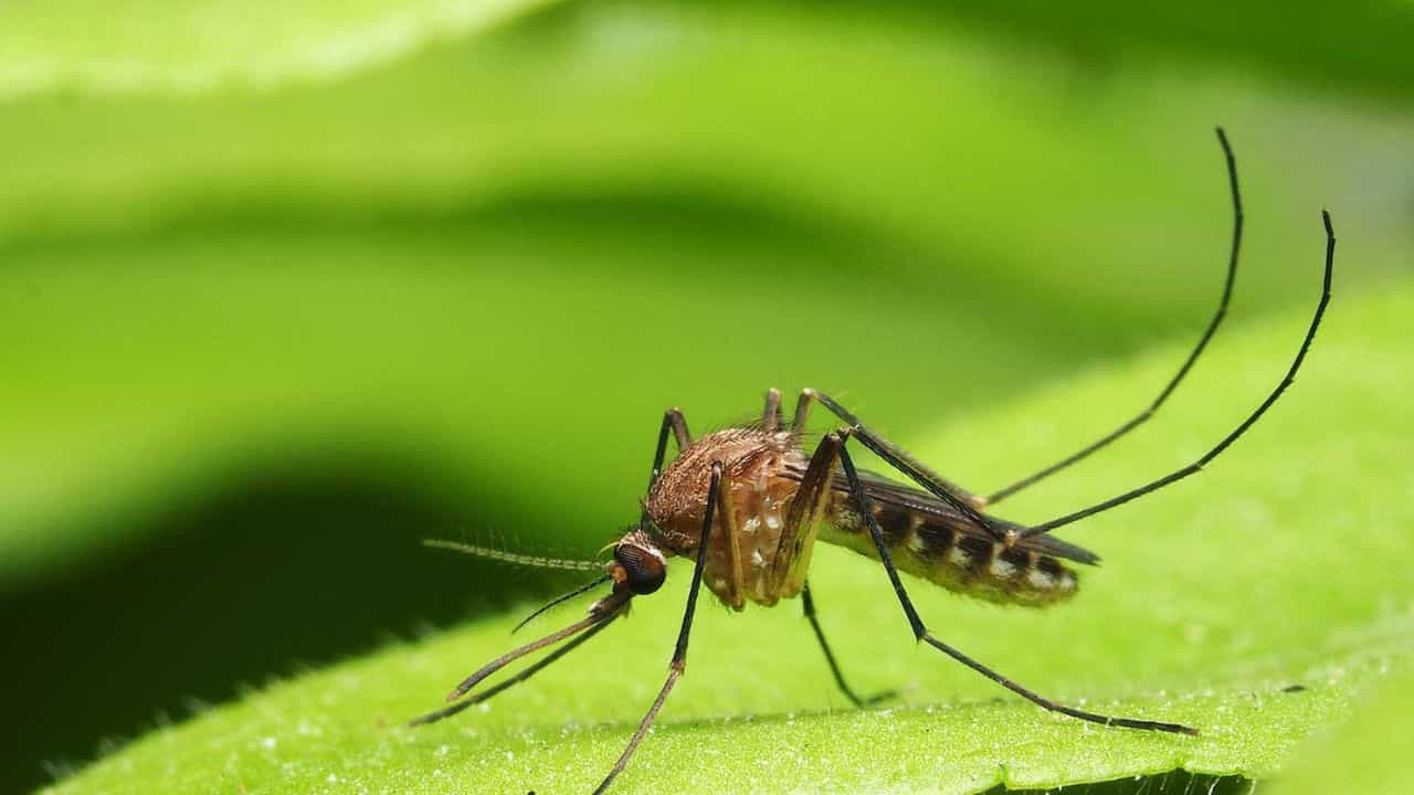 Effective Ways To Keep The Mosquitoes Away: ಮಳೆಗಾಲದಲ್ಲಿ ಸೊಳ್ಳೆಗಳ ಕಾಟ ಹೆಚ್ಚು, ಅದಕ್ಕಾಗಿ ಇಲ್ಲಿದೆ ನೈಸರ್ಗಿಕ ಪರಿಹಾರ Effective Ways To Keep The Mosquitoes Away: ಮಳೆಗಾಲದಲ್ಲಿ ಸೊಳ್ಳೆಗಳ ಕಾಟ ಹೆಚ್ಚು, ಅದಕ್ಕಾಗಿ ಇಲ್ಲಿದೆ ನೈಸರ್ಗಿಕ ಪರಿಹಾರ