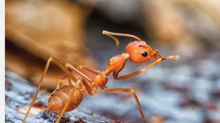 Monsoon Vegetable Gardening: ಮಳೆಗಾಲದಲ್ಲಿ ನಿಮ್ಮ ಮನೆಯಲ್ಲಿ ಬೆಳೆಯಲು ಸೂಕ್ತವಾದ ತರಕಾರಿಗಳ ಯಾವುವು?
