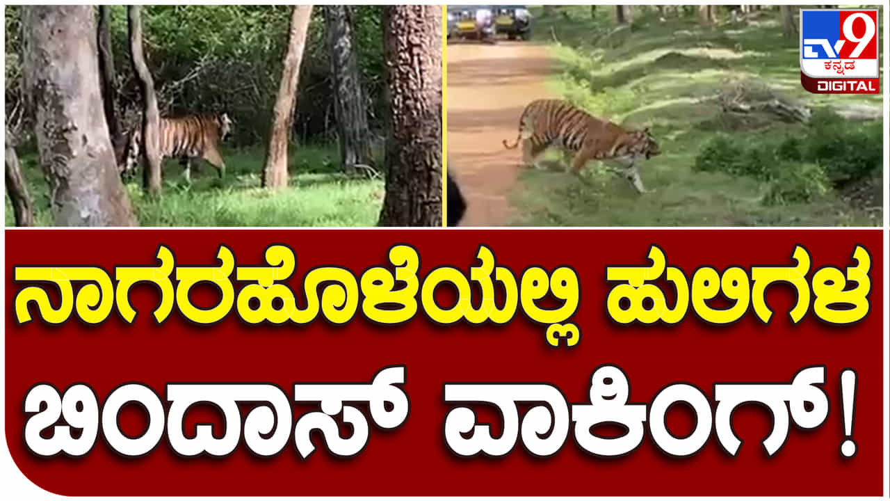 ದಮ್ಮನಕಟ್ಟೆ ಸಫಾರಿಯಲ್ಲಿ ಹುಲಿಗಳ ದರ್ಶನ.. ಪ್ರವಾಸಿಗರು ಫುಲ್ ಖುಷ್: ವಿಡಿಯೋ ನೋಡಿ ದಮ್ಮನಕಟ್ಟೆ ಸಫಾರಿಯಲ್ಲಿ ಹುಲಿಗಳ ದರ್ಶನ.. ಪ್ರವಾಸಿಗರು ಫುಲ್ ಖುಷ್: ವಿಡಿಯೋ ನೋಡಿ