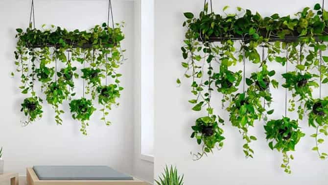 Money Plant Vastu Tips: ಮನಿ ಪ್ಲಾಂಟ್ ಬೆಳೆಸಿದರೆ ಸಾಕಾಗುವುದಿಲ್ಲ: ಸರಿಯಾದ ದಿಕ್ಕಿನಲ್ಲಿ ಇಟ್ಟರೆ ಮಾತ್ರ ಅದೃಷ್ಟ ಖುಲಾಯಿಸೋದು