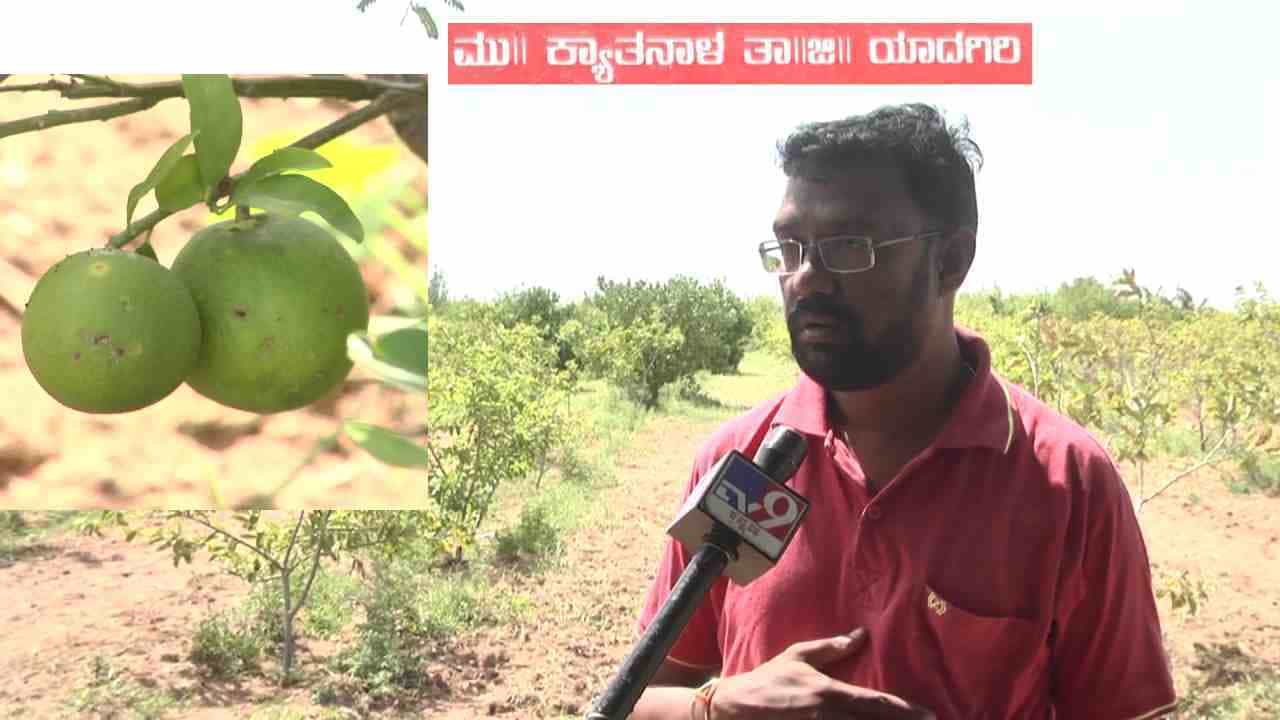 ಆತ ಅರೆ ವೈದ್ಯಕೀಯ ಶಿಕ್ಷಣ ಮುಗಿಸಿ ಮೆಡಿಕಲ್ ಸ್ಟೋರ್ ಹಾಕಿಕೊಂಡು ಸಿಟಿಯಲ್ಲಿ ಆರಾಮಾಗಿ ಜೀವನ ಸಾಗಿಸುತ್ತಿದ್ದ. ಆದ್ರೆ ಕೆಲ ವರ್ಷಗಳ ಬಳಿಕ ಸಿಟಿ ಲೈಫ್ ನಿಂದ ಬೇಸರಗೊಂಡಿದ್ದ ಆತ ನೇರವಾಗಿ ತನ್ನ ಹಳ್ಳಿಗೆ ಬಂದು ಕೃಷಿ ಕಾಯಕ ಆರಂಭಿಸಿದ್ದಾನೆ.. ಕೇವಲ ಎರಡೂವರೆ ಎಕರೆಯಲ್ಲಿ ಸಾವಯವ ಕೃಷಿ ಪದ್ದತಿಯಿಂದ ಈಗ ಭರ್ಜರಿ ಲಾಭ ಪಡೆಯುತ್ತಿದ್ದಾನೆ.. ಕೇವಲ ಎರಡೂವರೆ ಎಕರೆಯಲ್ಲಿ ಹತ್ತಾರು ಬಗೆಯ ಹಣ್ಣುಗಳನ್ನ ಬೆಳೆದು ಮಾದರಿಯಾಗಿದ್ದಾನೆ.. ಅಷ್ಟಕ್ಕೂ ಆ ರೈತ ಆದ್ರು ಯಾರು ಅಂತೀರಾ ಈ ಸ್ಟೋರಿ ನೋಡಿ..