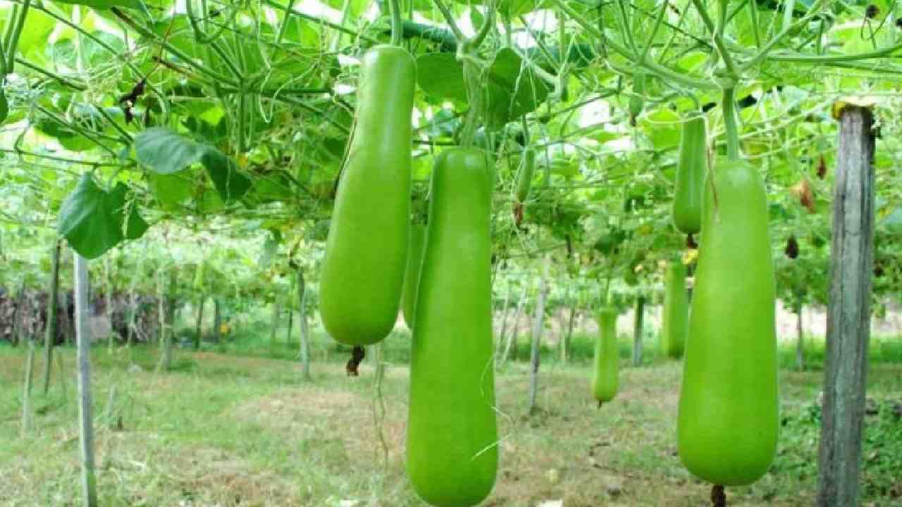 Bottle Gourd : ಸೋರೆಕಾಯಿಯಿಂದ ಹಲವಾರು ಆರೋಗ್ಯ ಪ್ರಯೋಜನಗಳಿವೆ, ಅದು ತಿಳಿದರೆ ನೀವು ತಿನ್ನದೇ ಇರೊಲ್ಲ