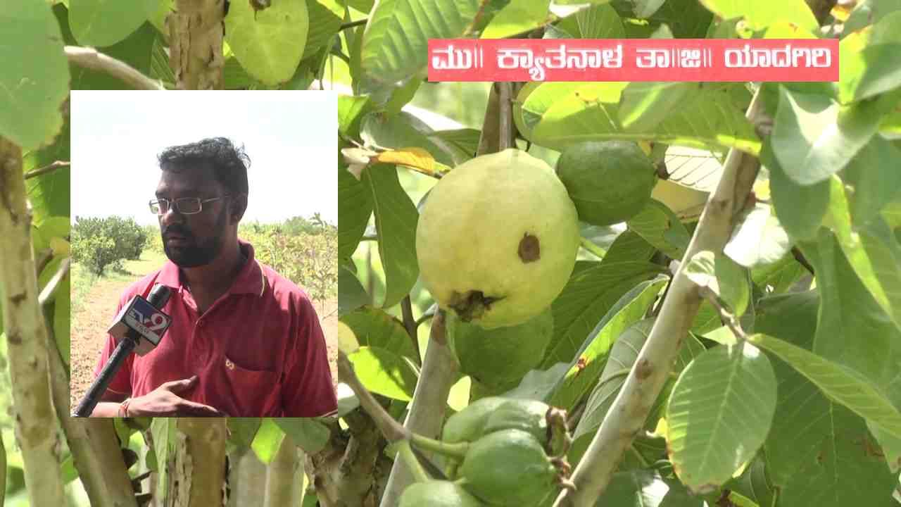 ಎರಡುವರೆ ಎಕರೆ ಜಮೀನಿನಲ್ಲಿ ಸಪೋಟಾ, ದಾಳಿಂಬೆ, ಮೋಸಂಬಿ, ನುಗ್ಗೆ ಕಾಯಿ, ಕಾಡು ನಲ್ಲಿಕಾಯಿ, ಪೇರು, ಜಂಬೋ ನೀಲದಣ್ಣು ಹಾಗೂ ಮಾವು ಬೆಳೆದಿದ್ದಾರೆ. ಕೇವಲ ಎರಡುವರೆ ಎಕರೆಯಲ್ಲಿ ಇಷ್ಟೆಲ್ಲ ಬೆಳೆಗಳನ್ನ ಬೆಳೆದಿದ್ದಾರೆ. ಅದರಲ್ಲೂ ಪೇರು ಸಸಿಗಳನ್ನ ತಮಿಳುನಾಡಿನಿಂದ ತಂದಿದ್ದು ಇದು 60 ವರ್ಷಗಳ ಕಾಲ ಗಿಡಗಳು ಹಣ್ಣುಗಳನ್ನ ನೀಡುತ್ತವೆ ಅಂತ ಹೇಳುತ್ತಾರೆ ರೈತ.  ವರ್ಷಕ್ಕೆ ಒಂದು ಬಾರಿ ಲಾಭ ಪಡೆಯುವ ಬದಲು ವರ್ಷ ಪೂರ್ತಿ ಲಾಭ ಪಡೆಯುವ ದೃಷ್ಟಿಯಿಂದ ಈ ರೀತಿ ನಾನಾ ರೀತಿಯ ಹಣ್ಣುಗಳನ್ನ ರೈತ ಬಸವರಾಜ್ ಬೆಳೆಯುತ್ತಿದ್ದಾರೆ.