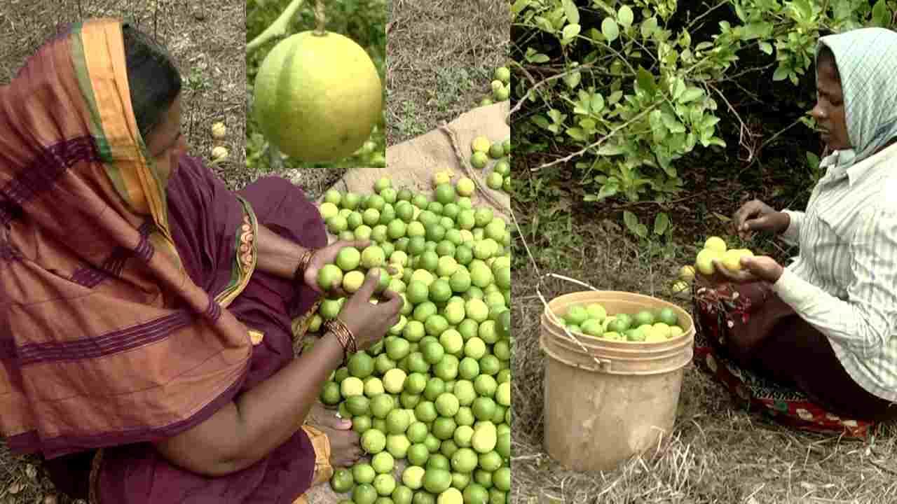 Indi Kagzi Lemons: ವಿಜಯಪುರದ ಇಂಡಿ ನಿಂಬೆಗೆ ಸಿಕ್ತು GI ಟ್ಯಾಗ್ ಮಾನ್ಯತೆ, ಸಂಪೂರ್ಣ ವರದಿ ಇಲ್ಲಿದೆ ನೋಡಿ